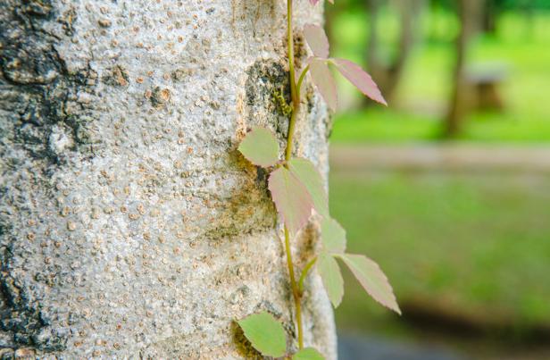 poison ivy photo